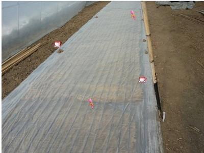 大鵬育苗發(fā)熱線(xiàn)